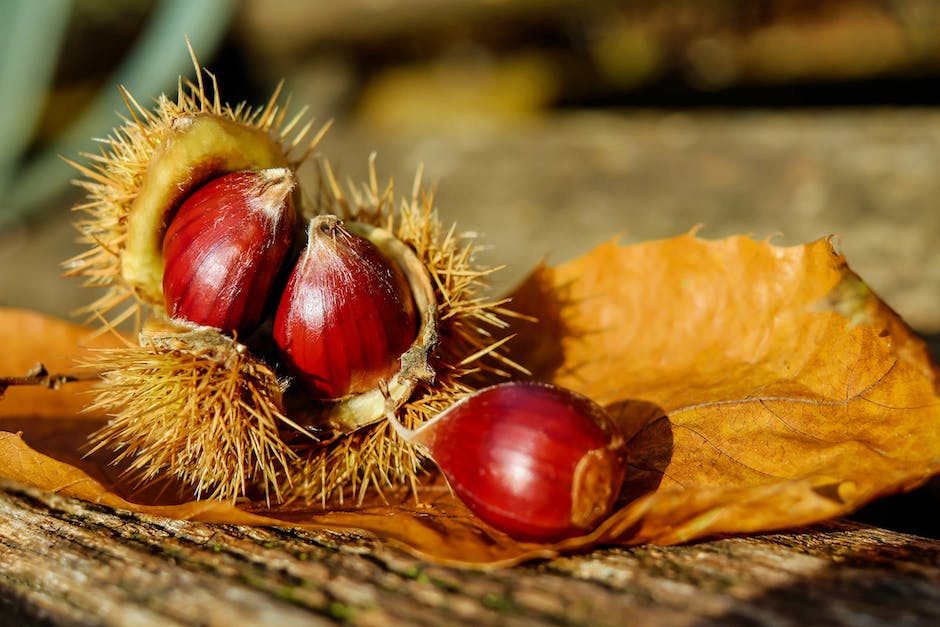 A germinated plum seed being planted in soil