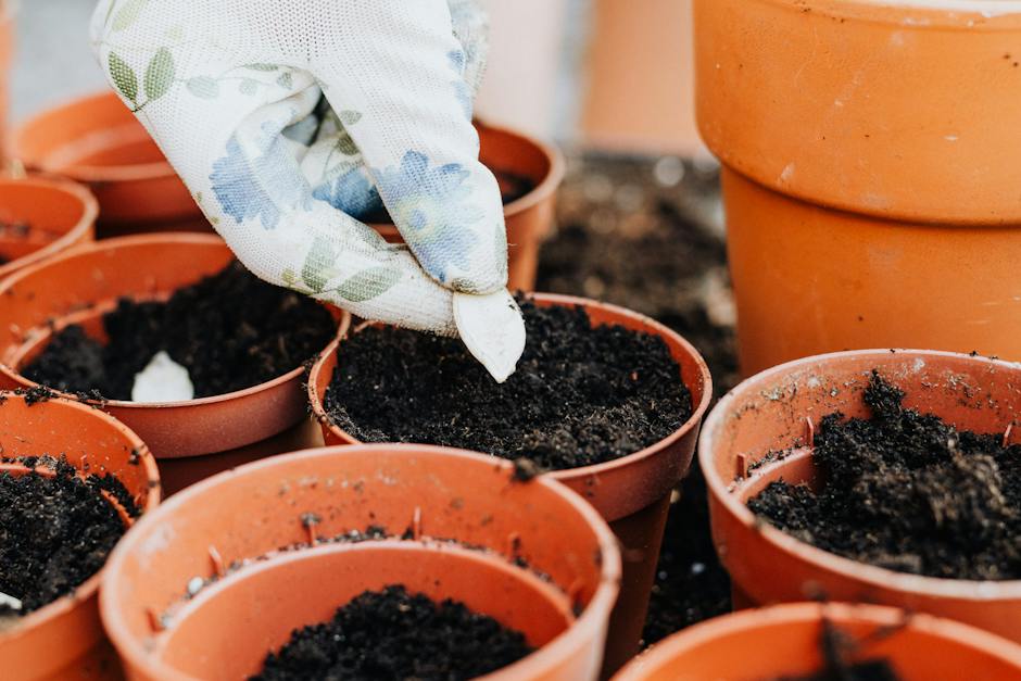 A visual guide showing the steps of planting plum seeds, from selecting high-quality seeds to nurturing and eventually seeing a blooming plum tree.