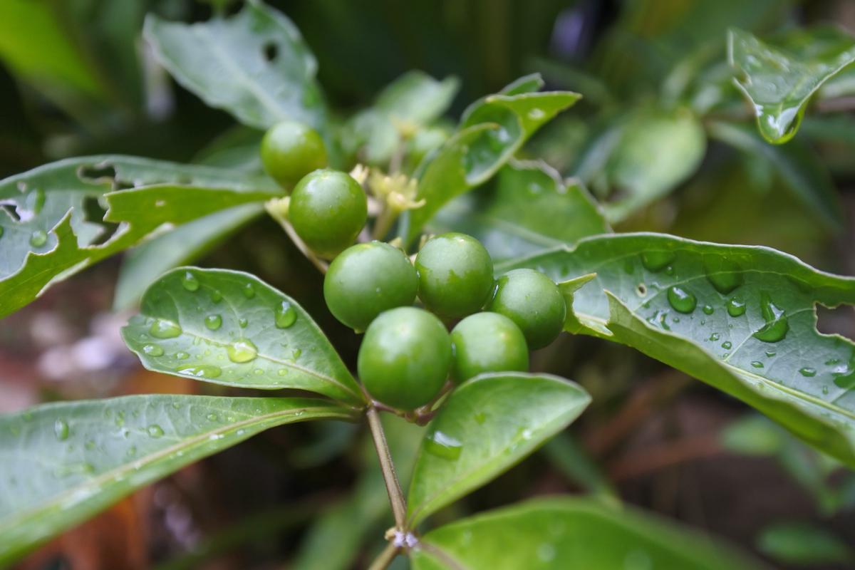 Image of various plum seeds for planting, showing different colors and shapes