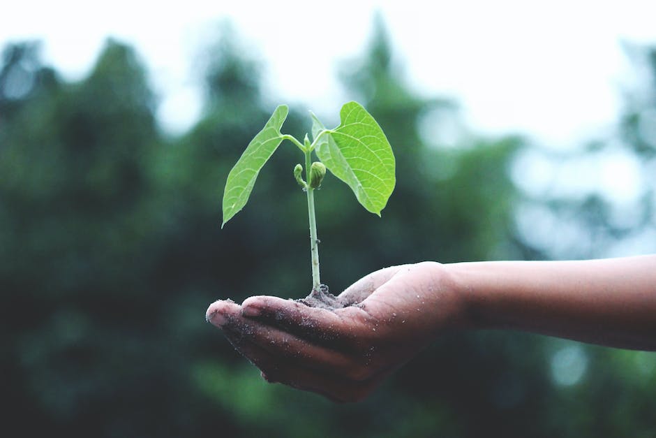 Image depicting a person holding plum seeds and planting them in the soil.