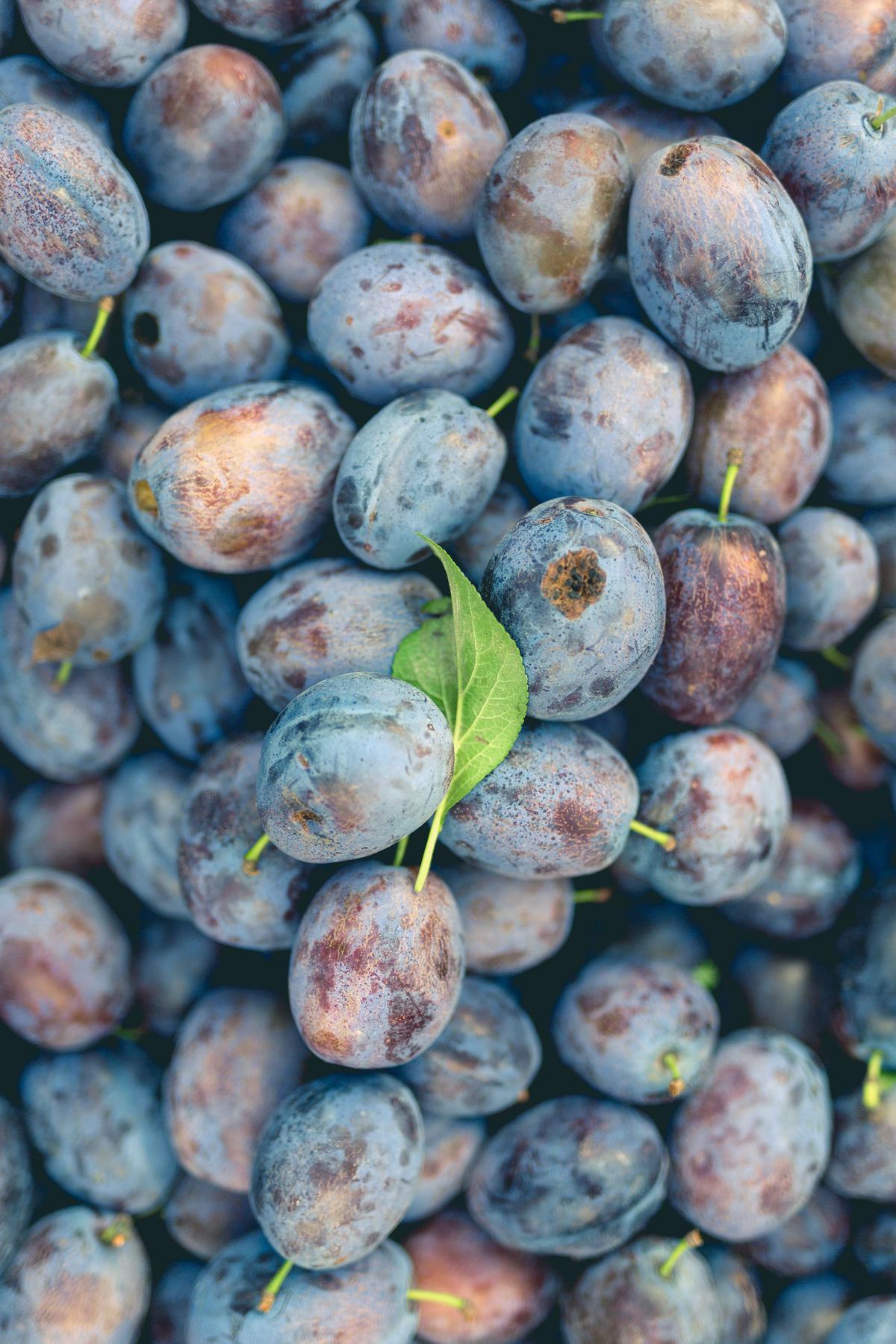 Image of plum seeds germinating