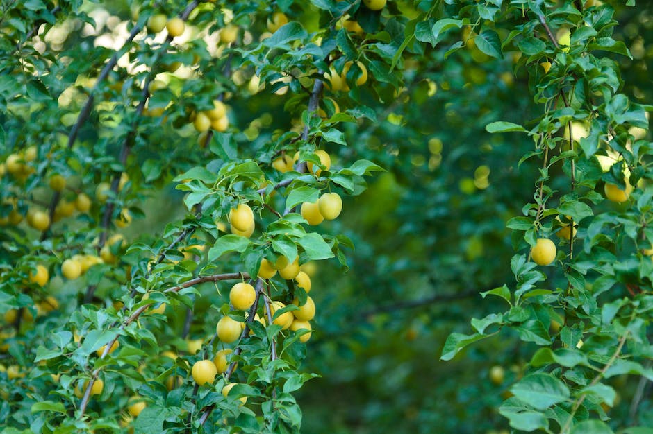 Image of a healthy plum tree with lush branches and ripe fruits hanging from it, symbolizing the rewards of proper care and transplantation for visually impaired individuals.