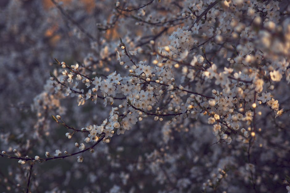 A lush plum tree with vibrant blossoms and ripe plums hanging from its branches