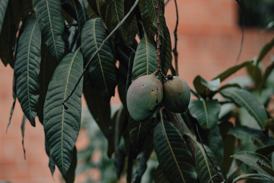 Image depicting a healthy plum tree with lush fruits and vibrant leaves.