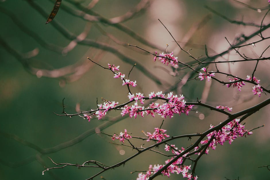 An image depicting the journey of a plum tree from seed to splendor.