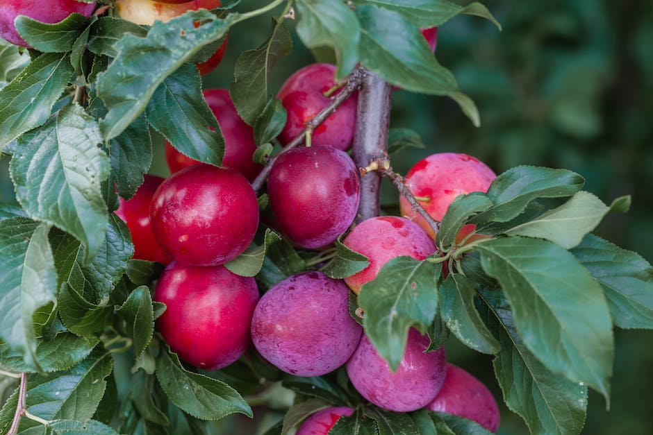 A photo of a plum tree with ripe plums hanging from its branches, showcasing the result of proper care and maintenance.