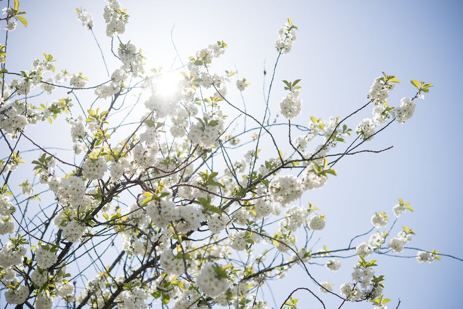 A beautiful plum tree with fully ripened plums hanging from the branches