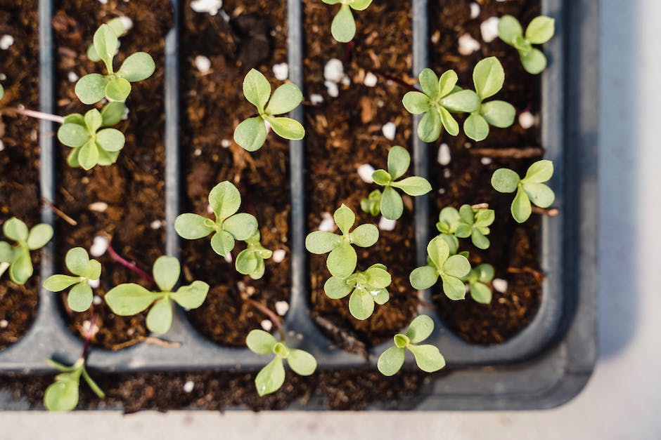 A close-up image of young plum tree seedlings with healthy green leaves