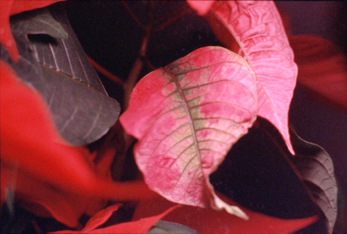 A close-up image of a vibrant poinsettia plant with red, yellow, and green leaves surrounded by darkness.