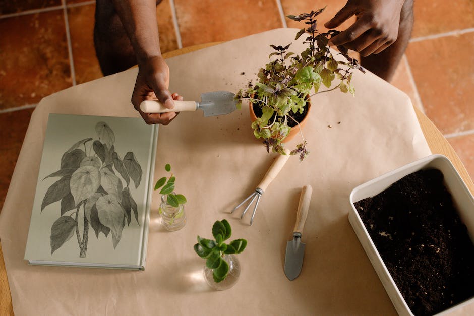 Illustration of a person potting a poinsettia with gardening tools