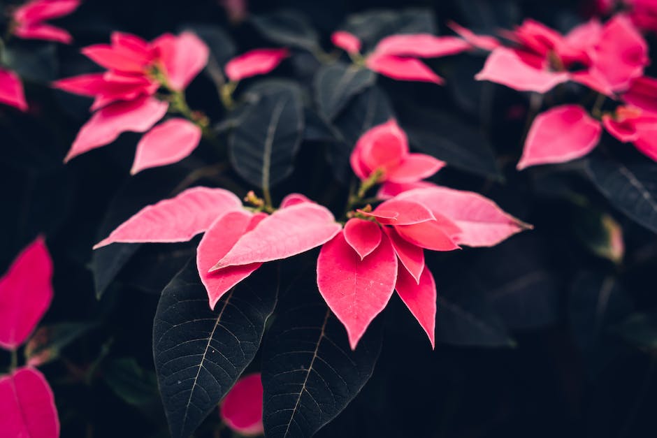 A close-up image of vibrant poinsettias with red, white, pink, and speckled bracts, adding a festive touch to the holiday season.