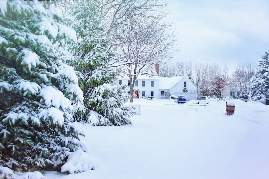 Illustration of poinsettias covered in snow, creating a beautiful winter scene