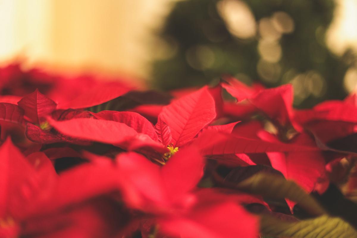Poinsettias with vibrant red and green foliage, adding a festive touch to any holiday decor