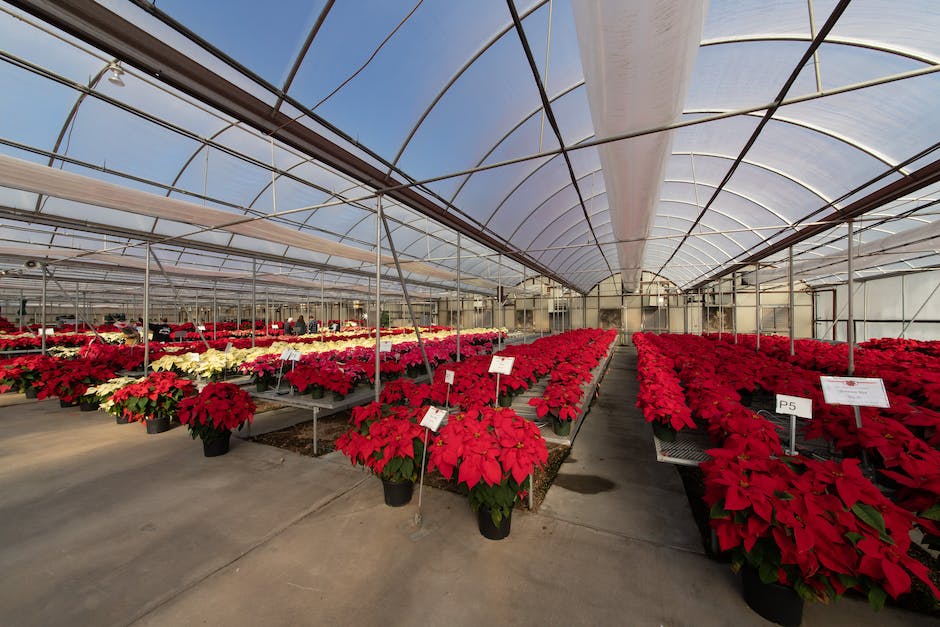 A vibrant display of poinsettias in a winter garden, adding a touch of color to the snowy landscape.