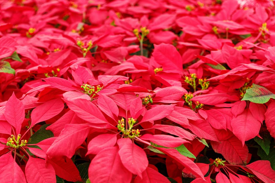 Image of a poinsettia plant with bright red flowers and green leaves, representing the text about the thermal preferences of poinsettias.