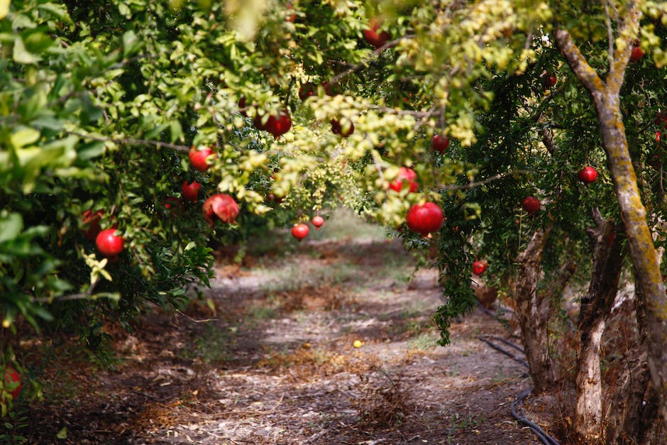 Illustration of pomegranates growing on a tree, filled with ruby red seeds.