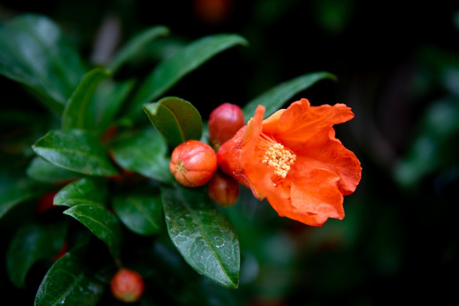 A close-up image of a thriving pomegranate plant with lush green leaves and vibrant red fruits.