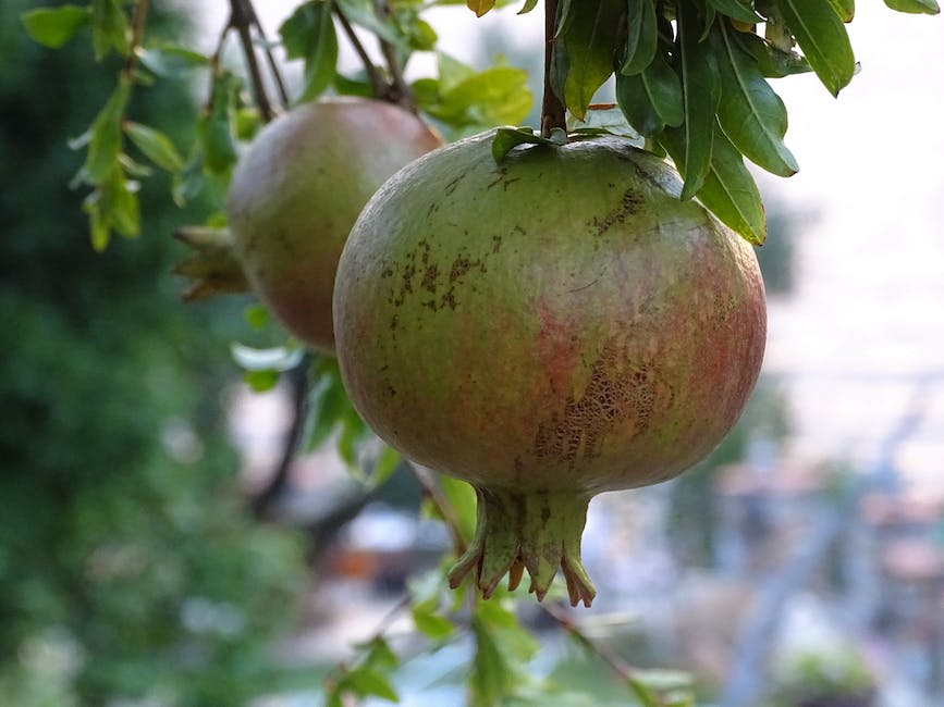 Image of a pomegranate tree growing from seed in a garden