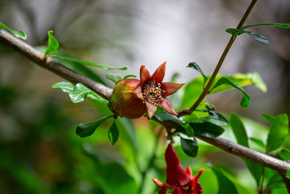 A healthy pomegranate tree with vibrant green leaves and ripe, juicy red pomegranates hanging from the branches.