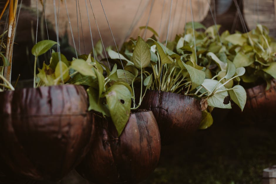 A pothos plant with lush, green leaves hanging from a pot.