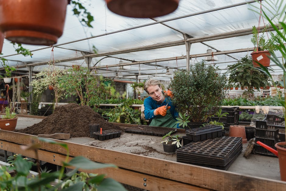 A person wearing gardening gloves using pruning shears to trim a knockout rose bush