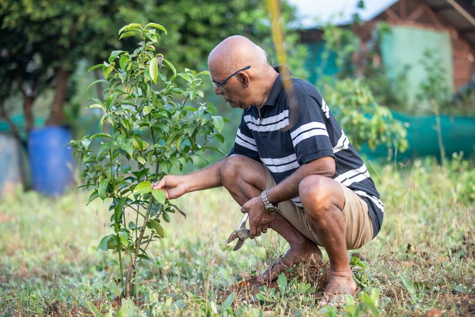 An image showing different pruning techniques being applied to an orange tree.