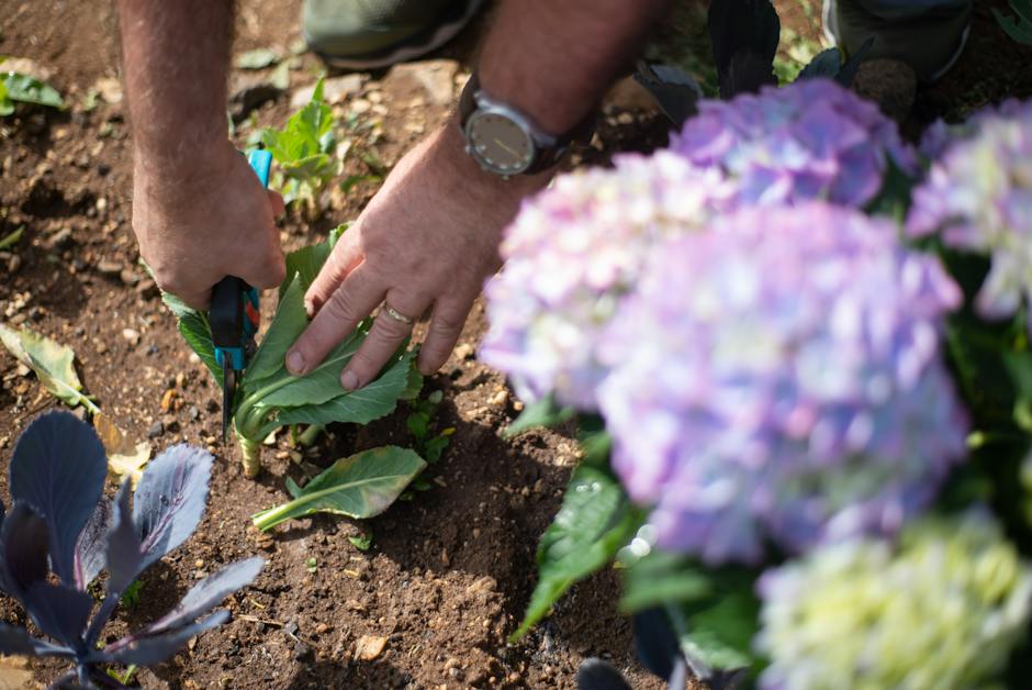 Image of pruning tools including pruning shears, lopping shears, and a pruning saw.