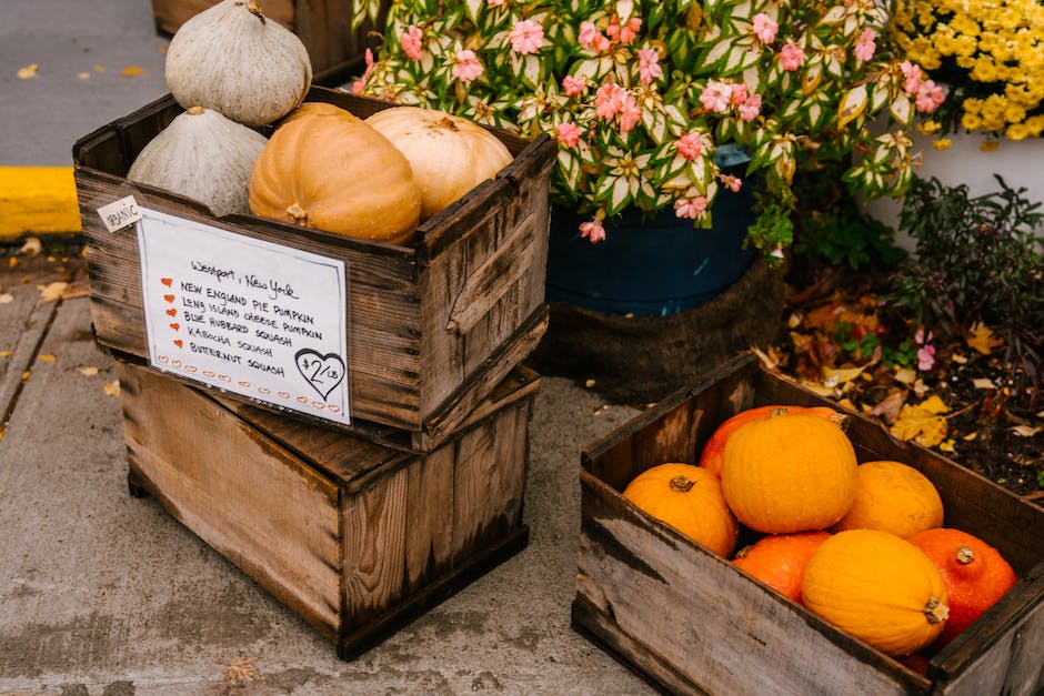 A person holding a freshly harvested pumpkin in their hands, showcasing the result of proper care and attention to the plant.