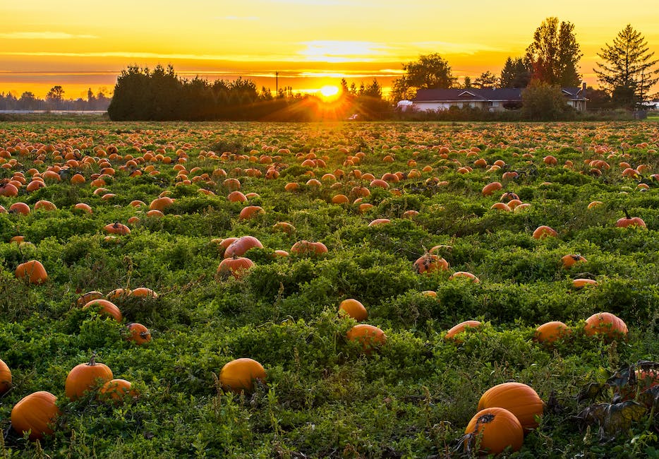 A beautiful image of pumpkins growing in a garden.