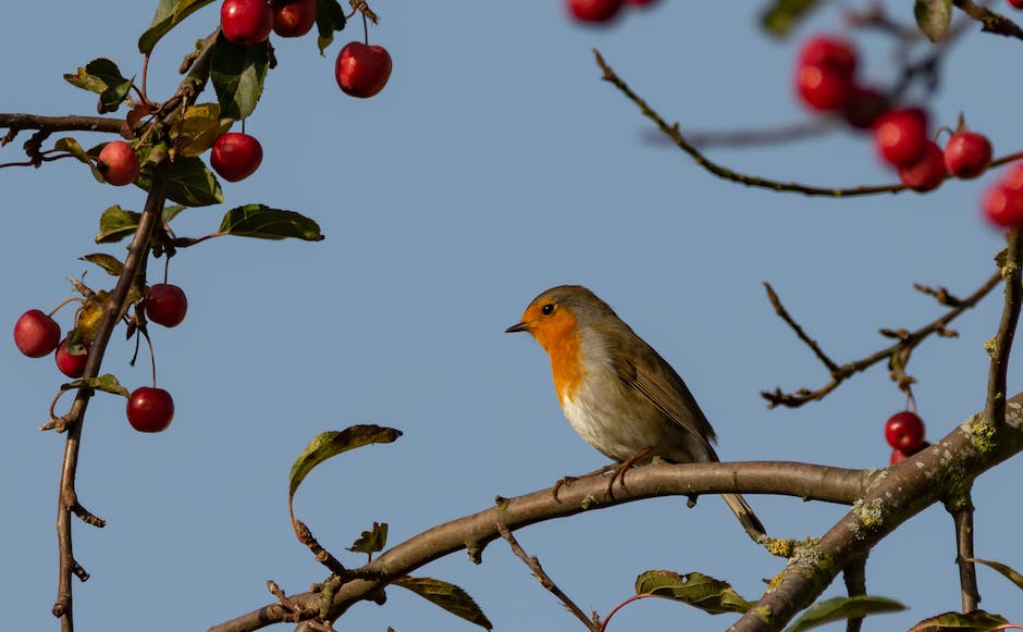 A robin perched on a snow-covered branch, with its vibrant red breast standing out against the white background.