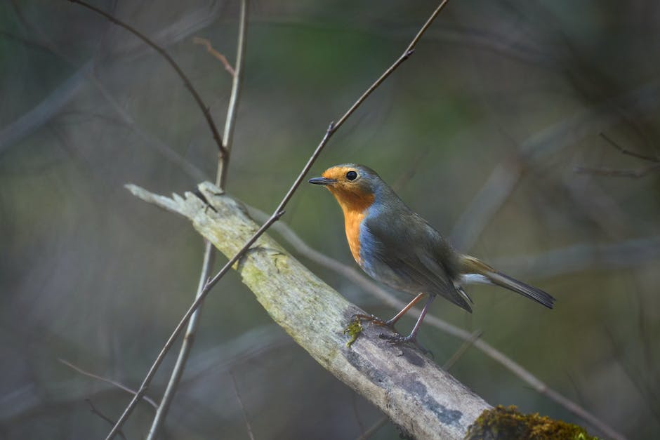 A beautiful robin with its vibrant red breast perched on a snow-covered branch.