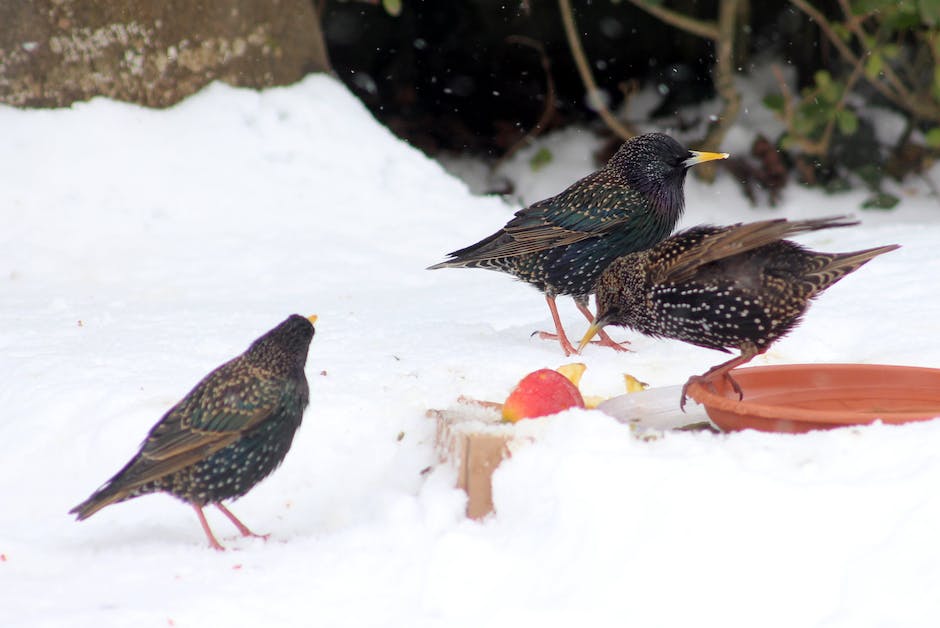 A robin perched on a tree branch, surrounded by various berries and a few nuts, representing the winter diet of robins.