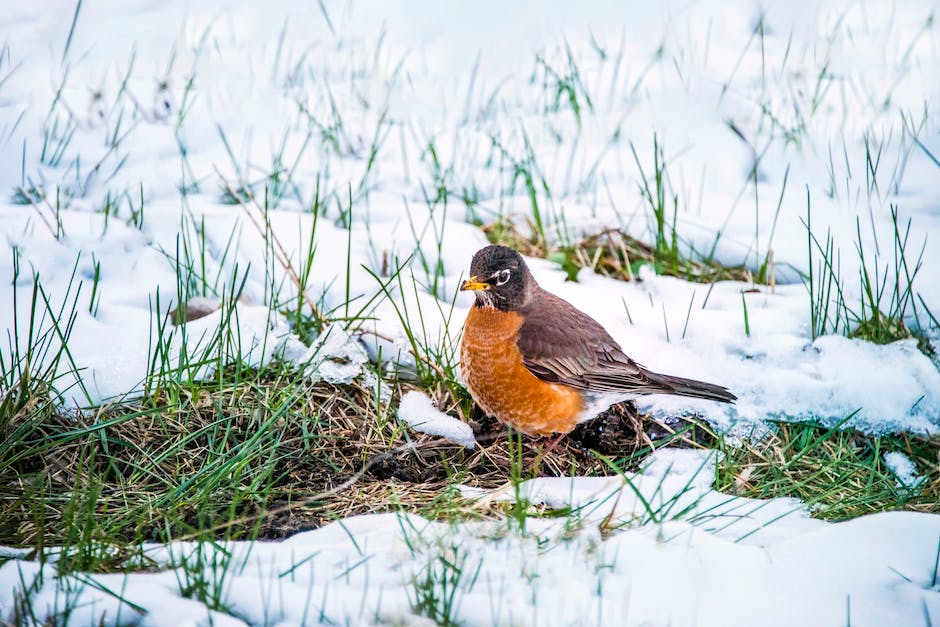 A close-up image of a robin surrounded by snow, showcasing its resilience and adaptability during winter.