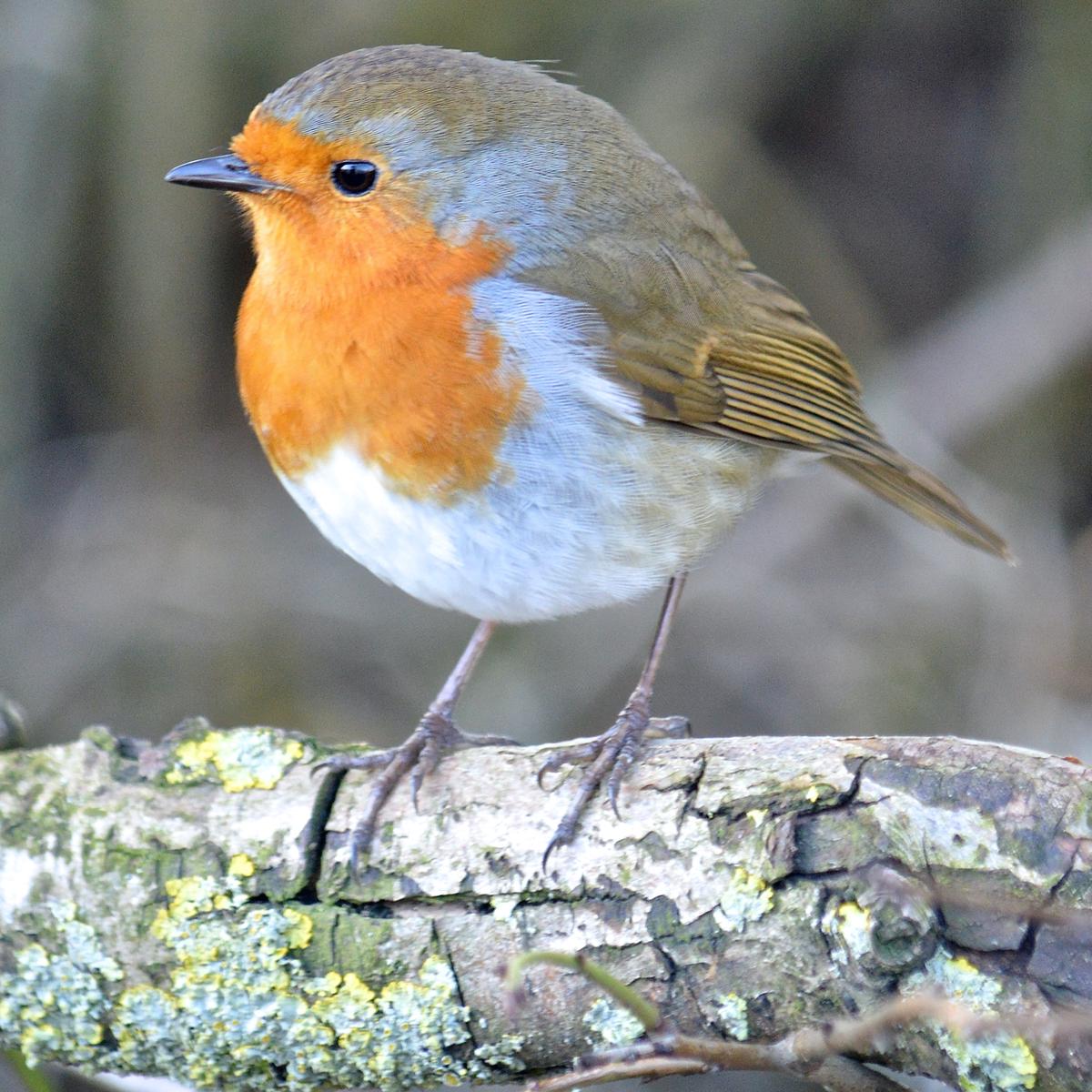 Image of a robin perched on a branch during winter, surrounded by berries and seeds, with snow in the background.