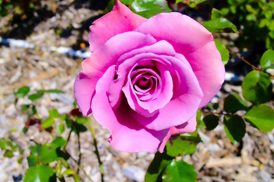 A close-up image of a blooming rose with vibrant colors and a soft fragrance