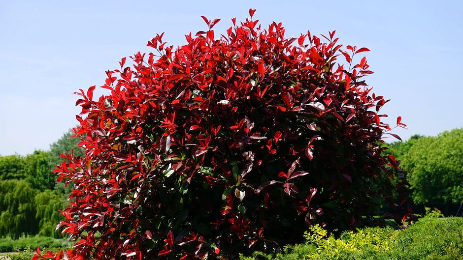 A close-up image of a vibrant and blossoming Rose of Sharon shrub in a garden.