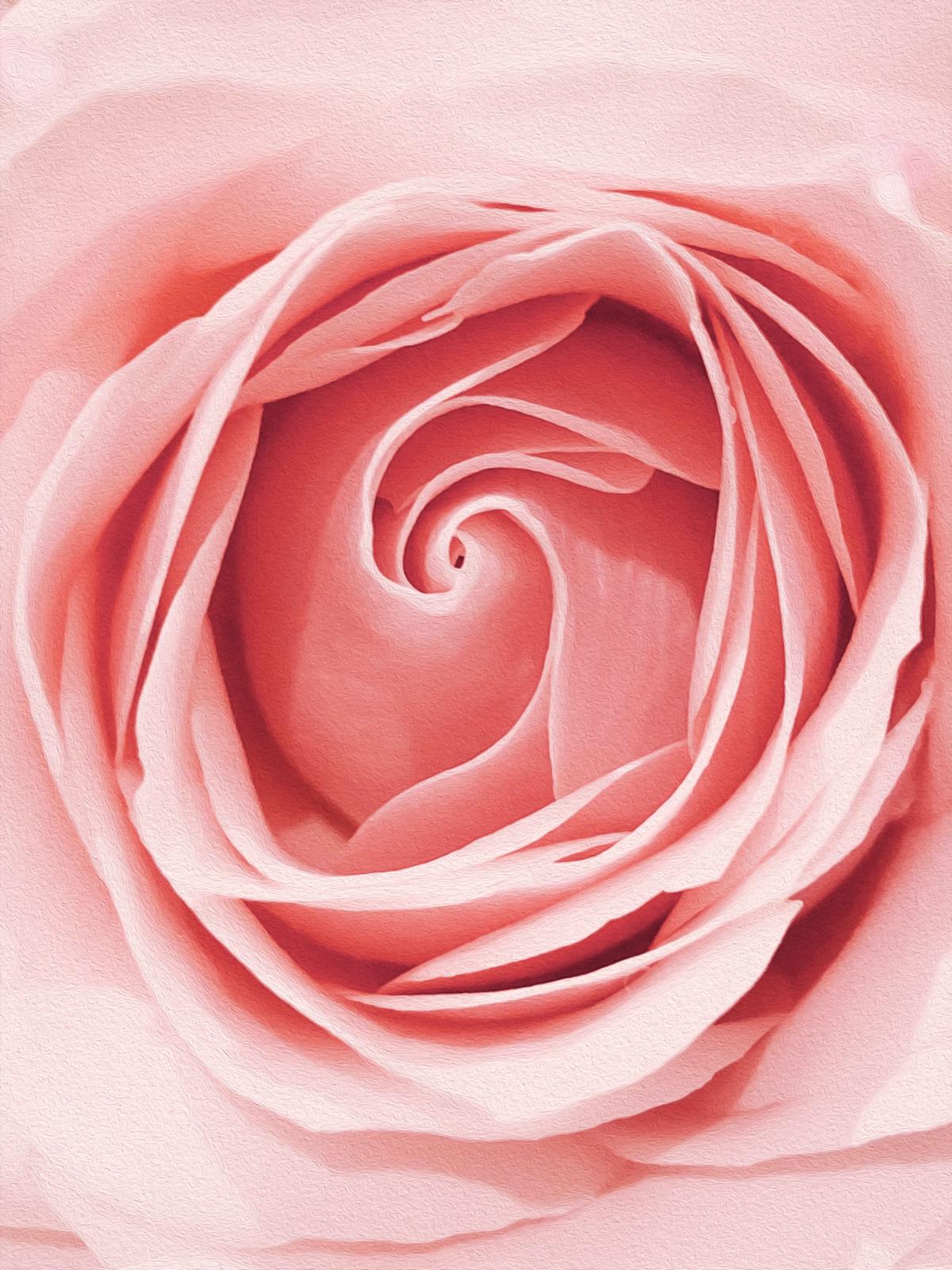 A close-up image of a Rose of Sharon flower in full bloom.