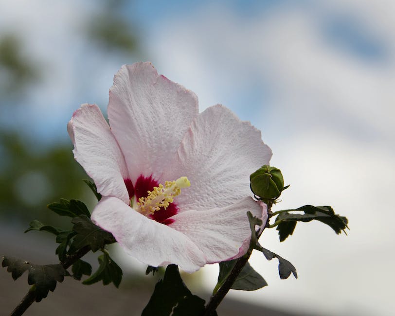 A close-up image of a vibrant pink Rose of Sharon flower in full bloom.
