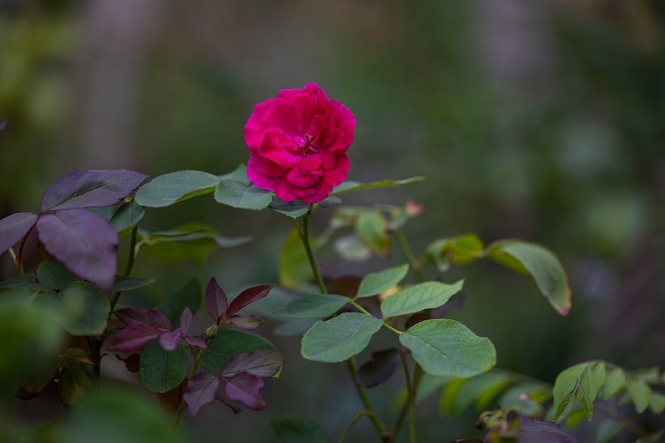 A beautiful image of a blooming Rose of Sharon shrub surrounded by vibrant green foliage.