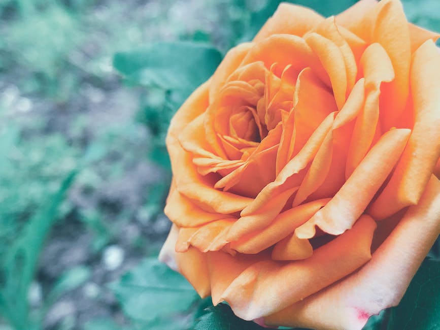 A close-up image of a fully bloomed rose with vibrant red petals, showcasing the beauty of a blooming rose in a garden.