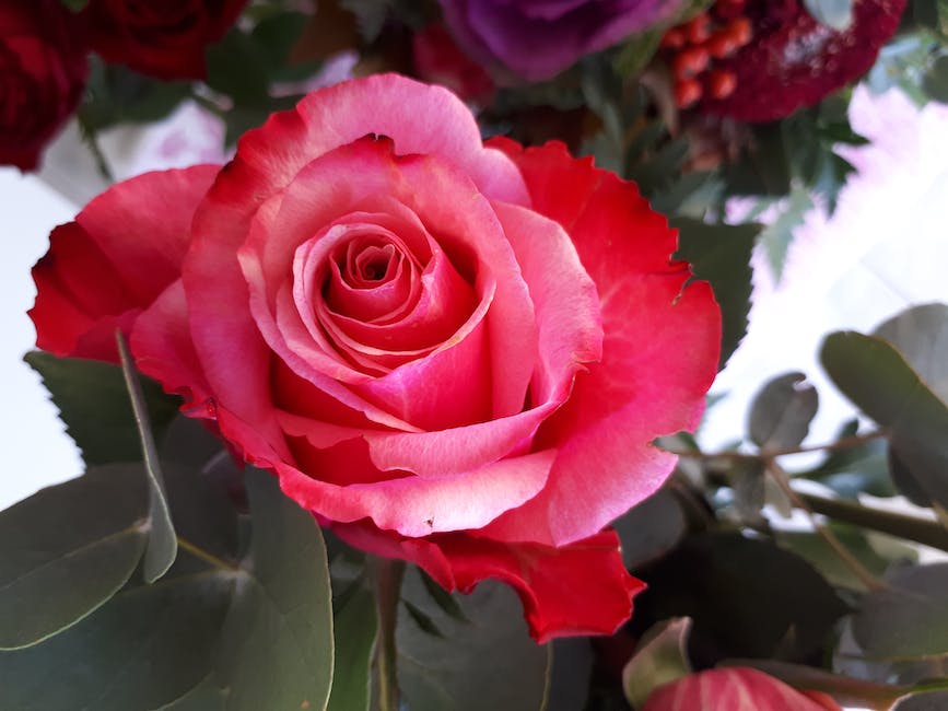 A close-up image of a vibrant rose in full bloom