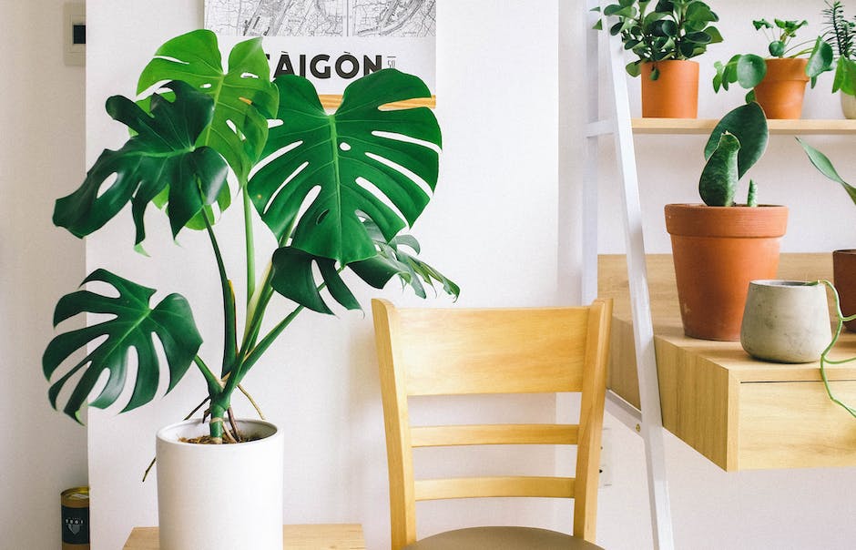 A healthy rubber tree plant with vibrant green leaves surrounded by other indoor plants