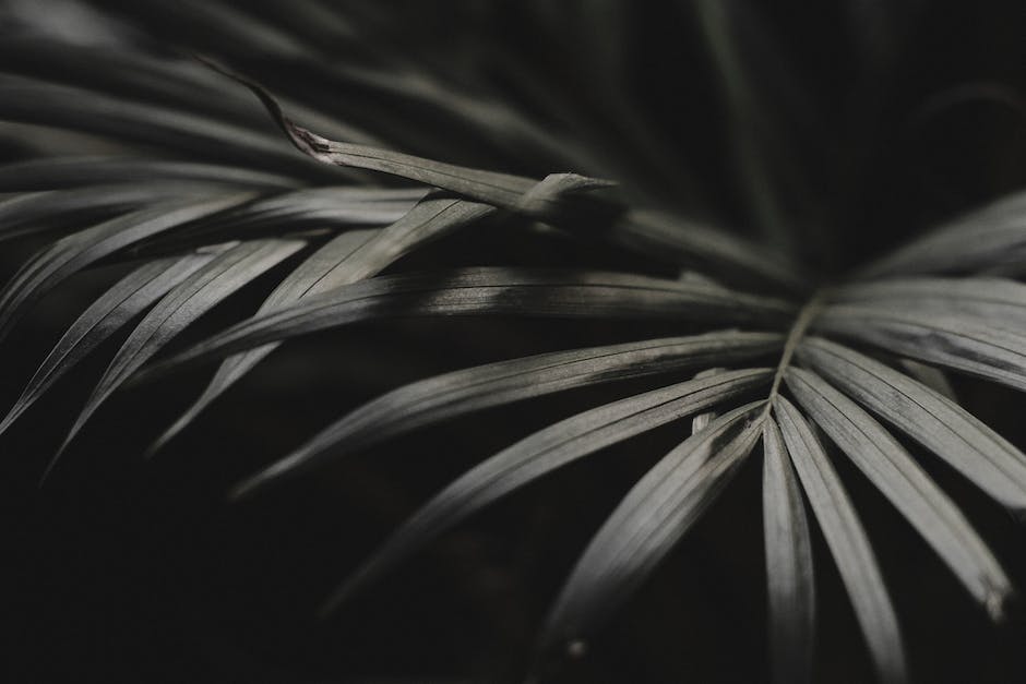 A close-up image of a Sago Palm showcasing its deep-green, feather-like fronds and rugged trunk.