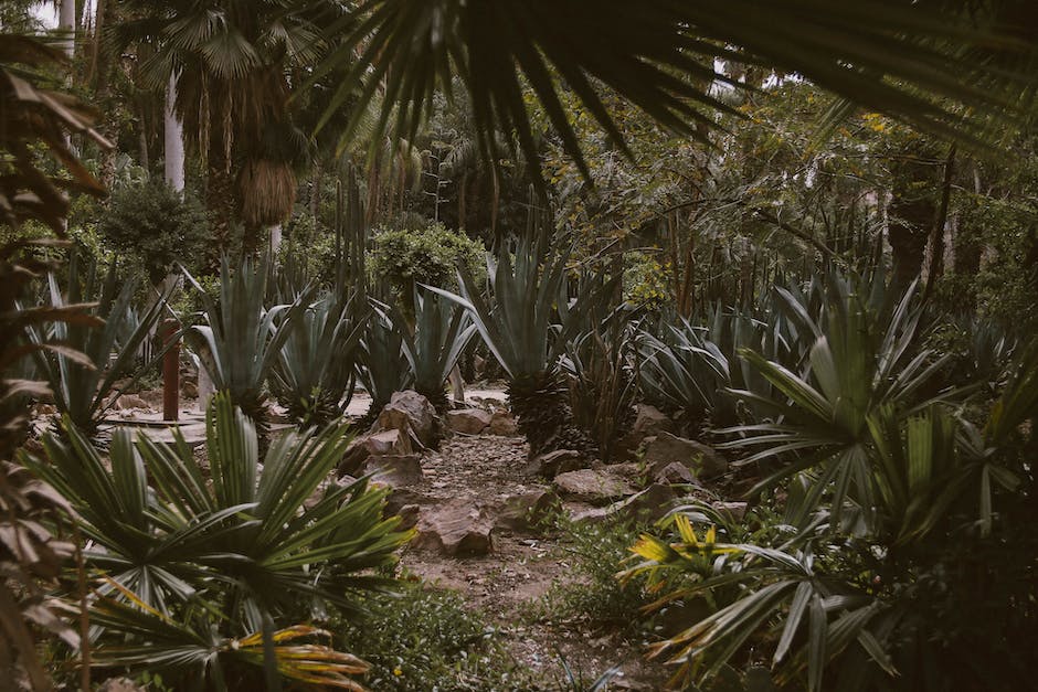 A beautifully landscaped garden with a Sago Palm tree in the center