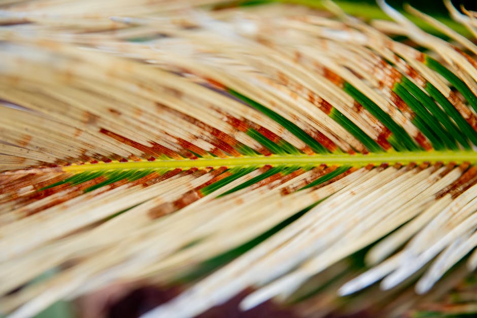 Image of a Sago Palm