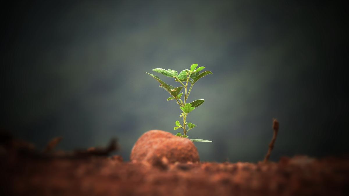 Image of seed germination process, showing a seedling emerging from a seed