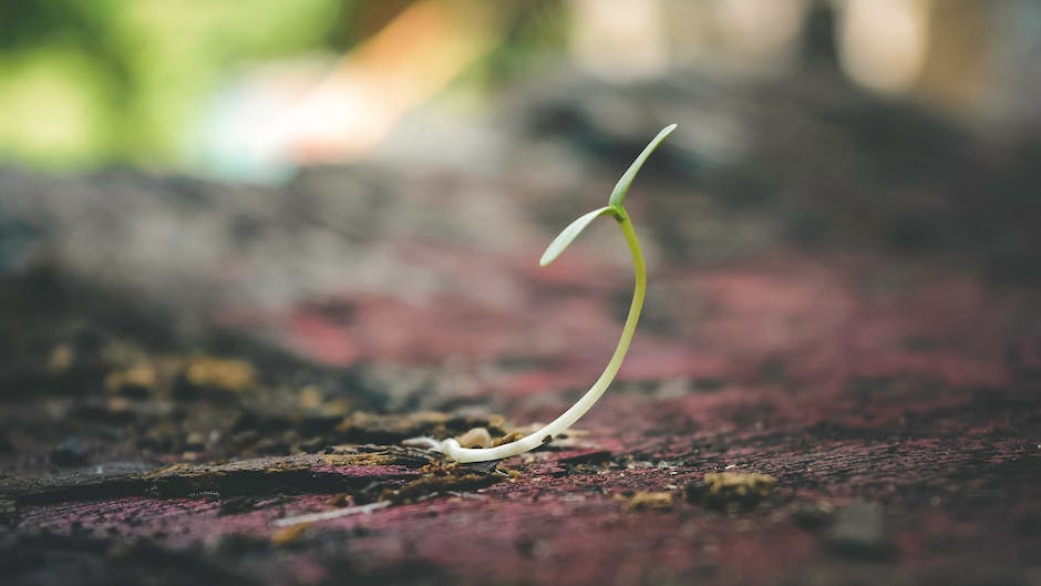 A beautiful image showcasing a seedling growing into a mature tree, representing the journey from seed to tree described in the text.