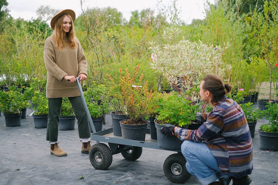 Image of a seedling being cared for with a person tending to it with gardening tools