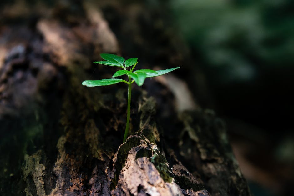 A close-up image of a seedling being nurtured with sunlight and proper care, symbolizing the process of growth towards maturity and the joy of gardening.