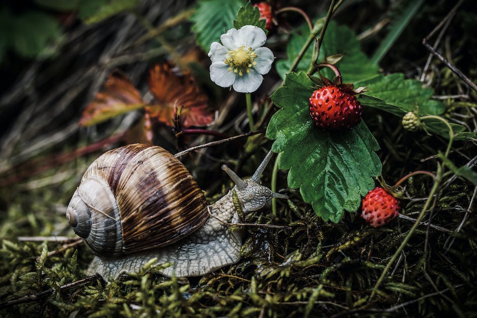 Illustration of snails and slugs in a garden